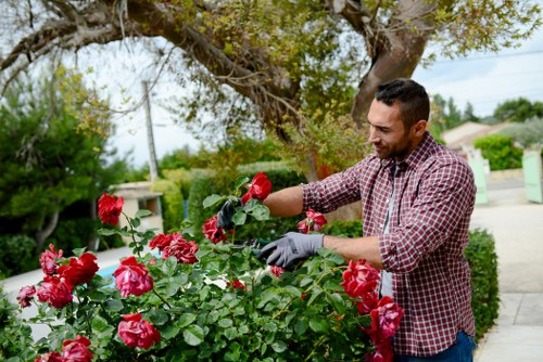 Professional garden maintenance services in Cricklewood