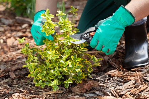 Why choose Hedge Trimming Cricklewood