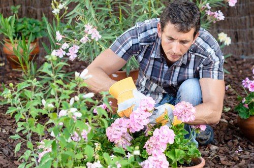 A man wearing a short-sleeved plaid shirt is gardening in a landscaped outdoor space, carefully trimming pink flowering plants with gardening gloves on. The garden features a variety of greenery, including flowering shrubs and leafy plants, with visible soil and mulch around the plants. Potted plants are arranged along the background, with some flowers in full bloom, displaying shades of pink and white. The area appears well-maintained and is part of a residential garden, with natural daylight enhancing the vibrant colors of the flowers and foliage. The scene suggests a focus on garden care services such as hedge trimming, pruning, or general outdoor maintenance, typical of professional gardening work in Cricklewood. The environment has a neat layout with a mix of flower beds and greenery, reflecting a thoughtfully landscaped outdoor space in a suburban setting within the UK.