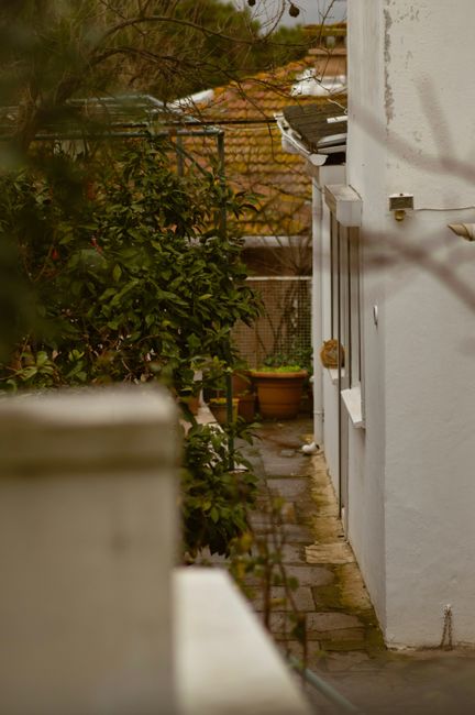 A backyard garden scene viewed from a lower angle, featuring several large trees with leafy green foliage and textured bark, casting dappled shade over the area. Behind the trees, there is a weathered